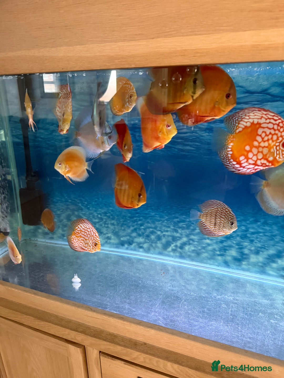 Discus fish for sale: Discus fish - Image 6