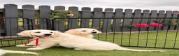 Golden Retriever dogs for sale: Kc registered health tested parents  - Advert 32