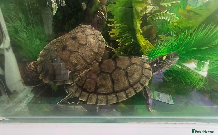 Terrapin reptiles - Advert 1