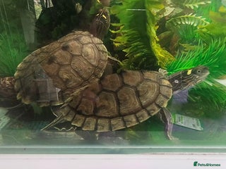 Terrapin reptiles - Advert 1