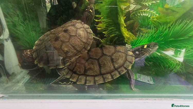 Terrapin reptiles - Advert 1