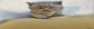 British Shorthair 3
