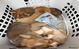 Welsh Corgi Pembroke dogs for sale: Uniquee Corgi - Image 3