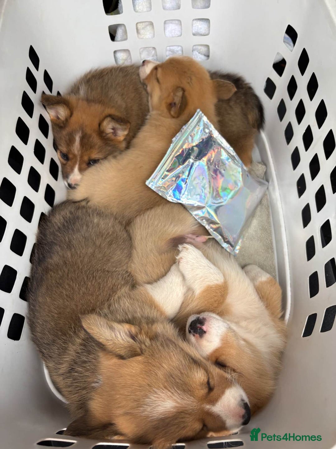 Welsh Corgi Pembroke dogs for sale: Uniquee Corgi - Image 3