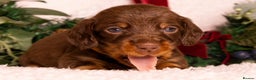 Miniature Dachshund dogs for sale: STUNNING SILKY MINI DACHSHUNDS! - Advert 1