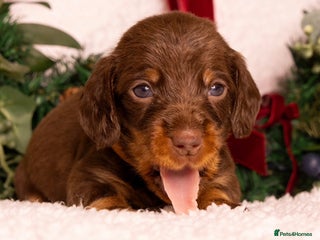 Miniature Dachshund dogs STUNNING SILKY MINI DACHSHUNDS! - Advert 5