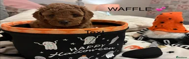 Cockapoo 3