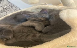 Russian Blue cats for sale: Russian blue x Ragdoll boy kitten  - Image 1