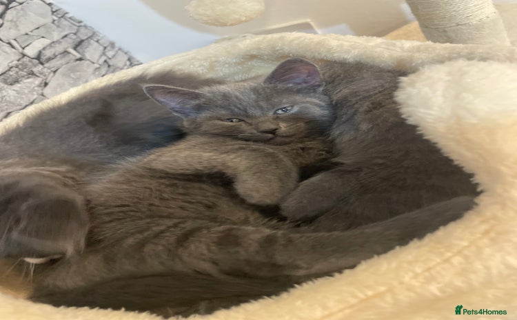 Russian Blue cats - Advert 2