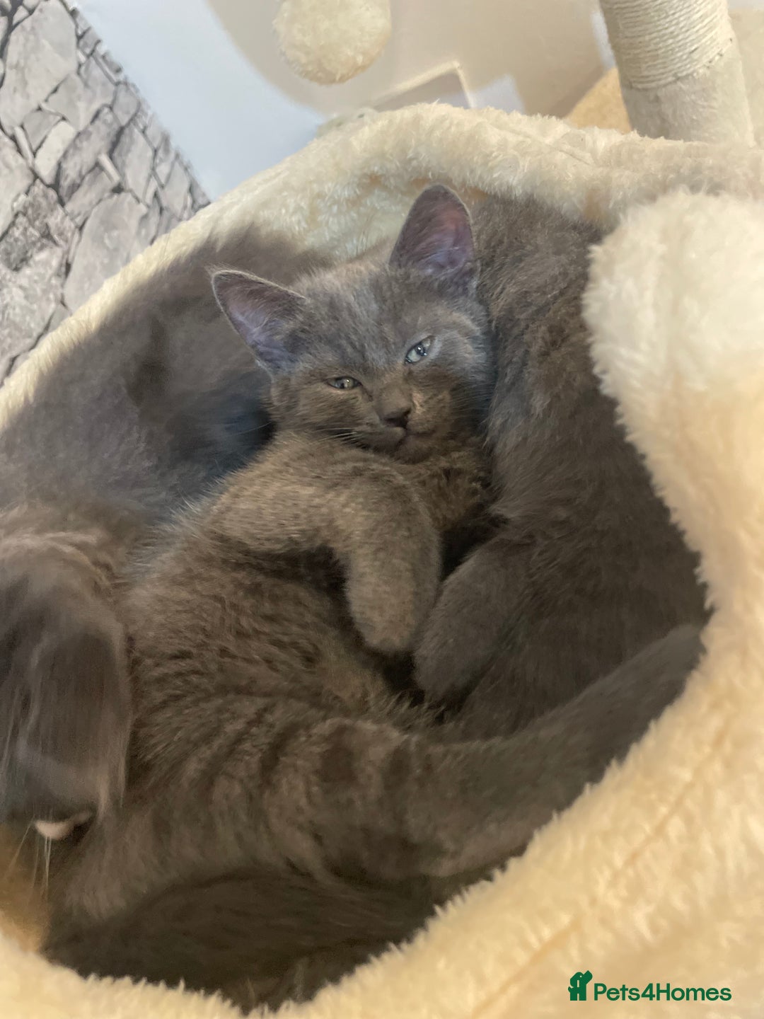 Russian Blue cats for sale: Russian blue x Ragdoll boy kitten  - Image 1