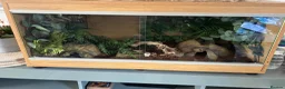 Python Snake reptiles for sale: 9 Month Ball Python - Advert 6