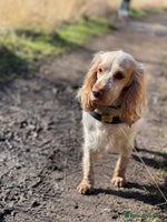 Cocker Spaniel dogs 8 beautiful show cocker puppies for sale - Advert 10