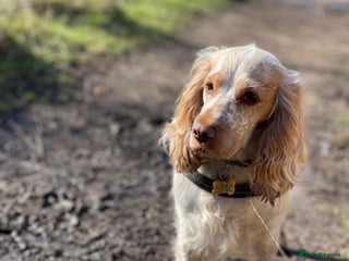 Cocker Spaniel dogs 8 beautiful show cocker puppies for sale - Advert 2