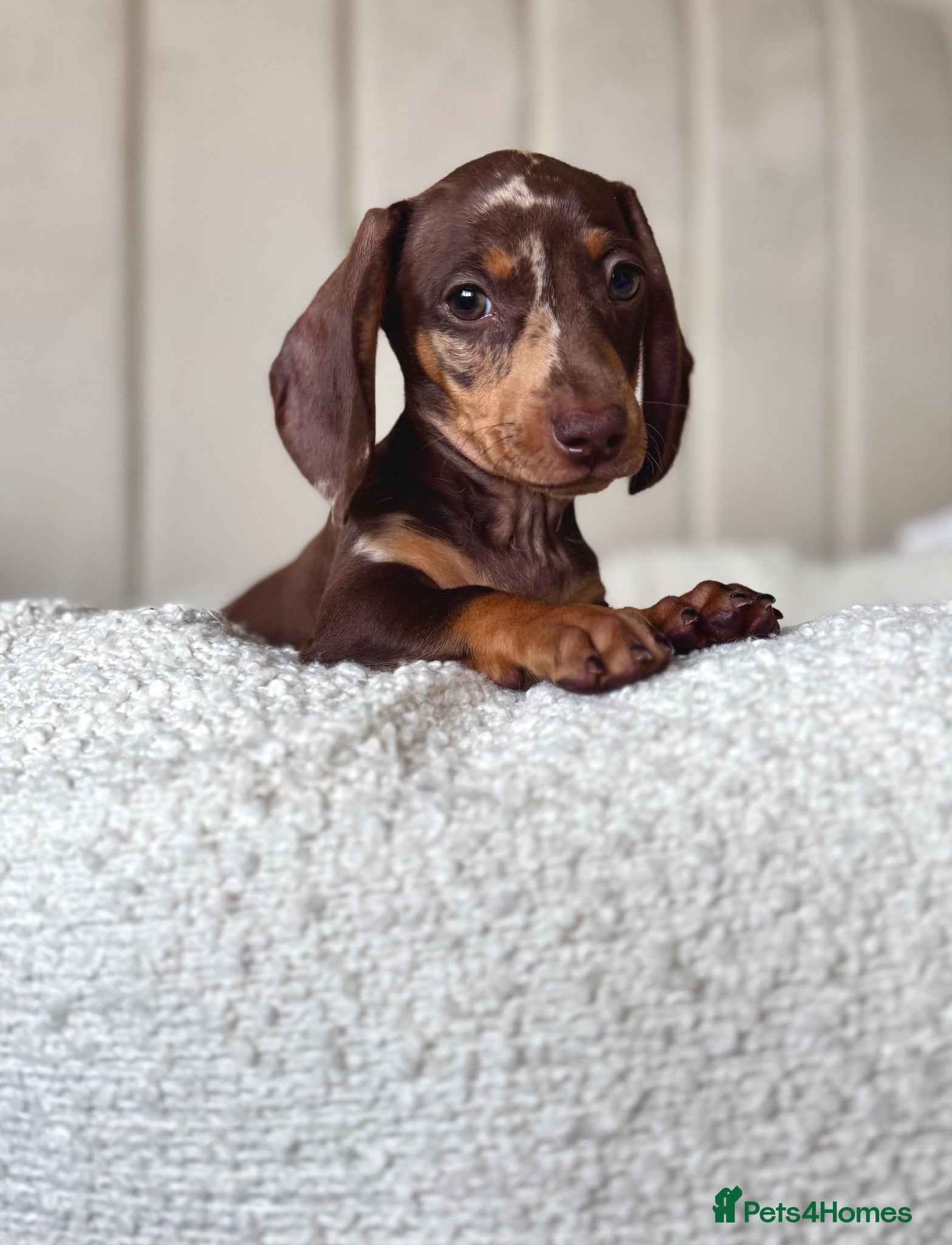 Miniature Dachshund dogs 🌸stunning female mini dachshunds 🌸 - Advert 5