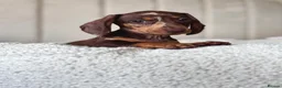 Miniature Dachshund dogs for sale:  🐾 READY NOW full panel health clear kc  - Advert 9