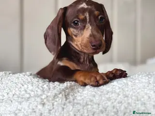 Miniature Dachshund dogs 🌸stunning female mini dachshunds 🌸 - Advert 5