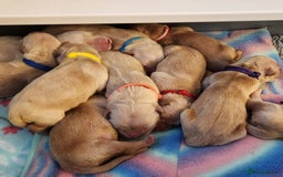 Golden Retriever dogs for sale: Meet our outstanding litter of Retriever puppies! - Advert 11