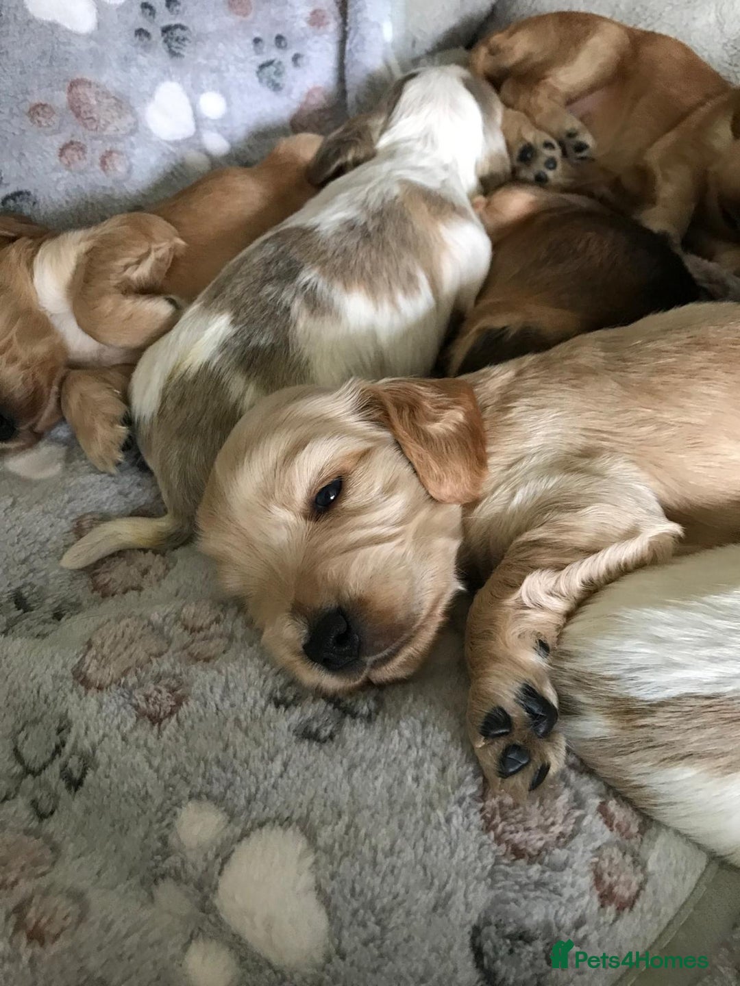 Cocker Spaniel dogs for sale: Show Type Health Tested, KC Reg puppies  - Image 10