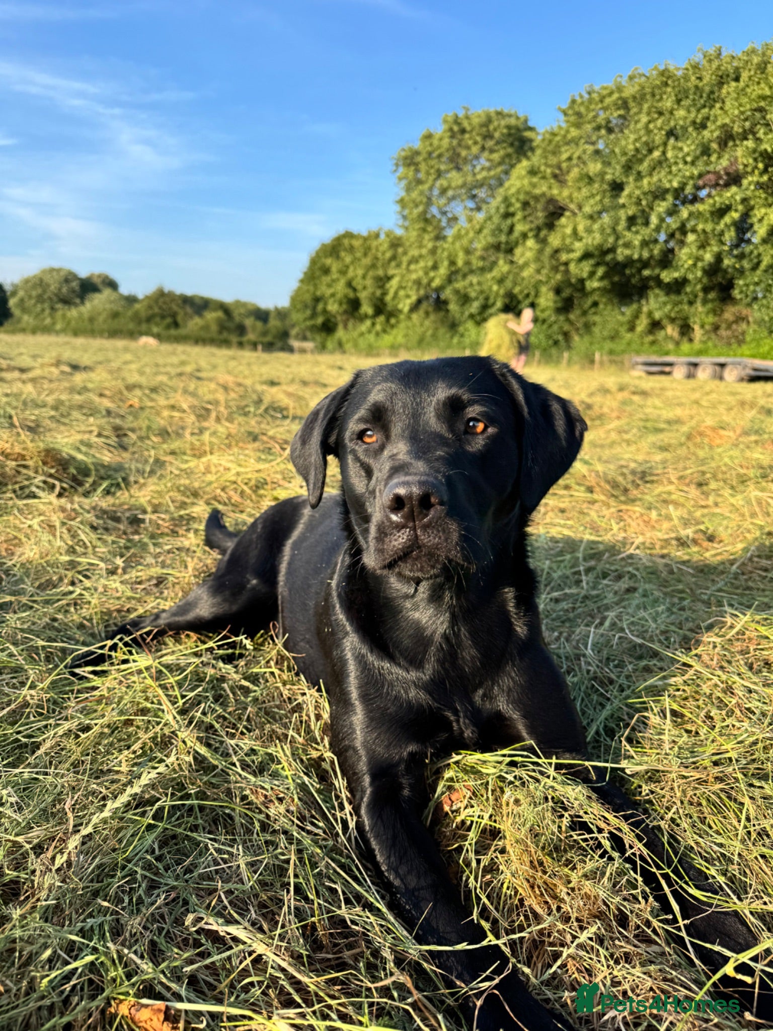 Labrador Retriever dogs Exceptional KC Labrador Puppies from Working Line  - Advert 2