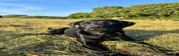 Labrador Retriever dogs for sale: Exceptional KC Labrador Puppies from Working Line  - Advert 2