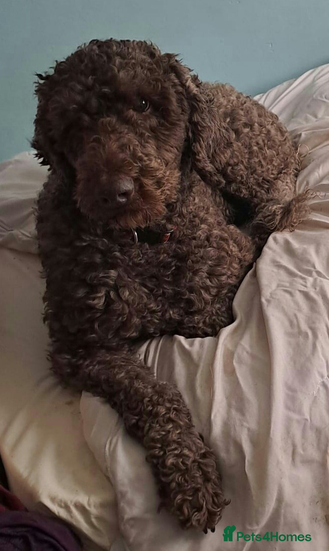 Labradoodle dogs for stud: PROVEN Healthy Labradoodle STUD - HYPOALLERGENIC   - Advert 1