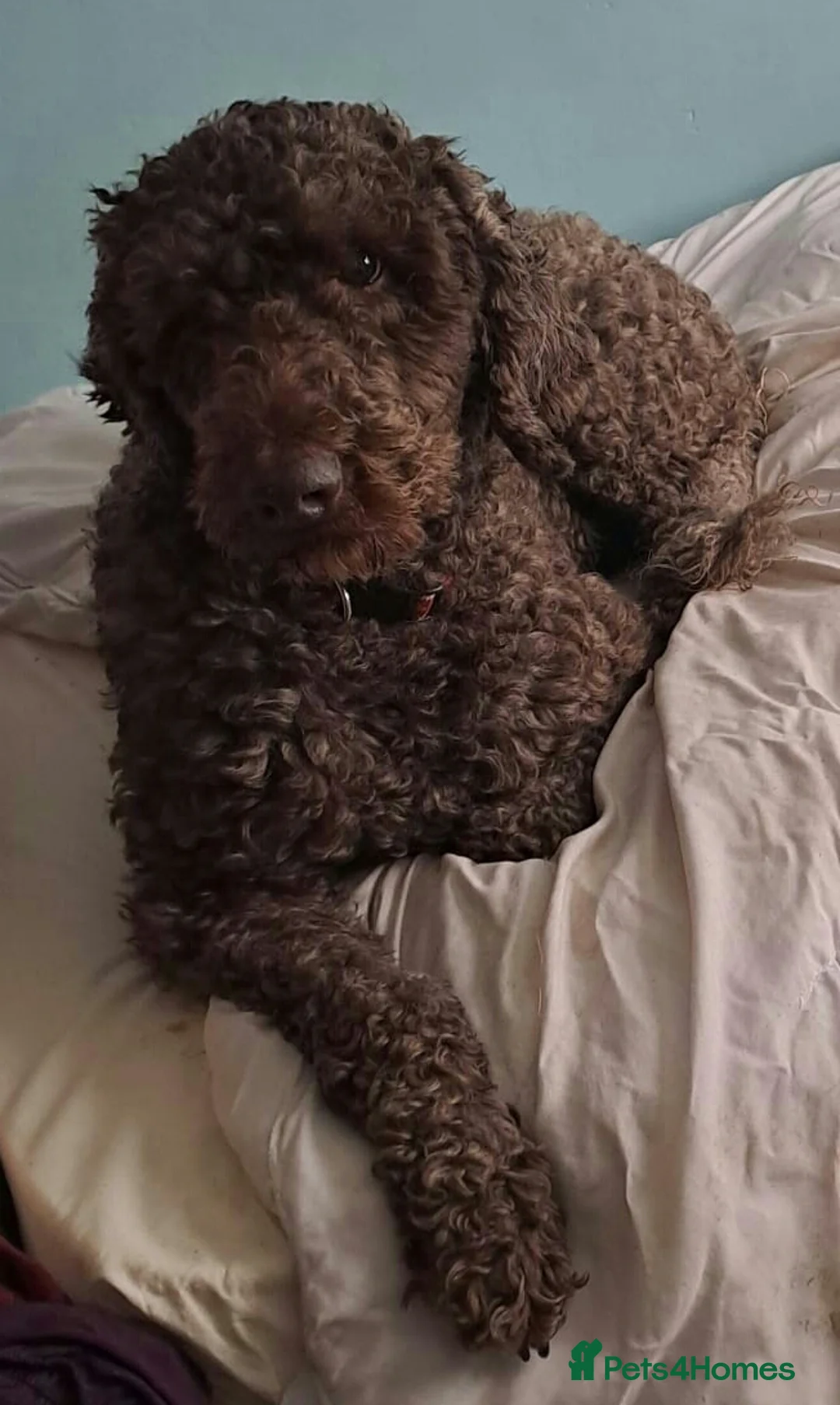 Labradoodle dogs for stud: PROVEN Healthy Labradoodle STUD - HYPOALLERGENIC   - Advert 1