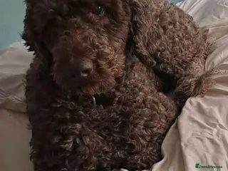 Labradoodle dogs PROVEN Healthy Labradoodle STUD - HYPOALLERGENIC - Advert 7