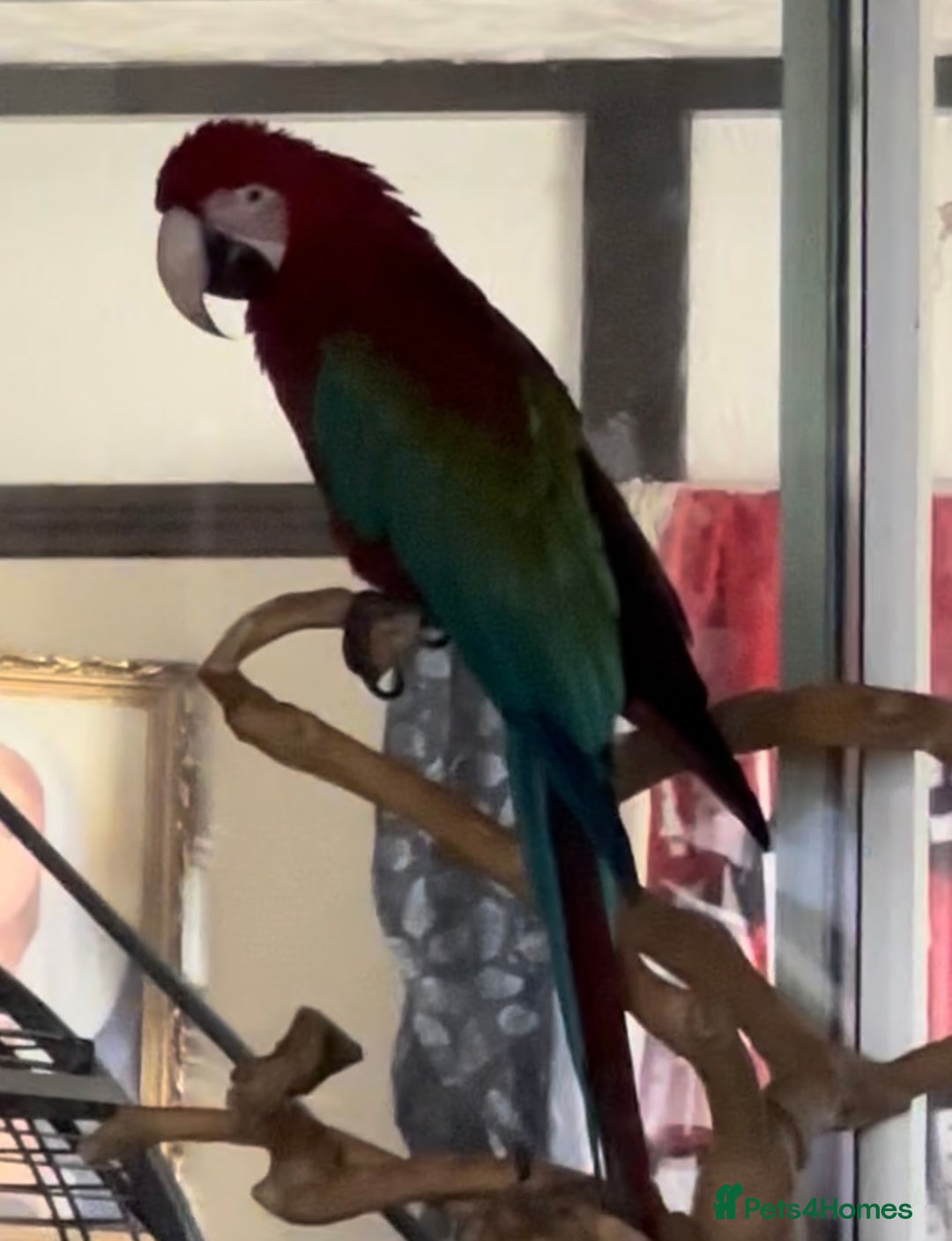 Macaws birds for sale: Macaw  - Image 4
