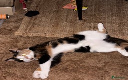 Domestic Shorthair cats for sale: Two 1 year old female cats  - Image 3