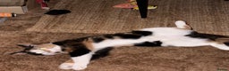 Domestic Shorthair cats for sale: Two 1 year old female cats  - Advert 3