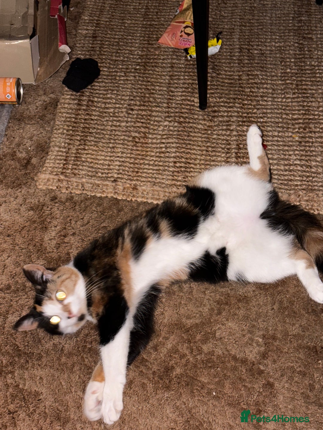 Domestic Shorthair cats for sale: Two 1 year old female cats  - Image 3