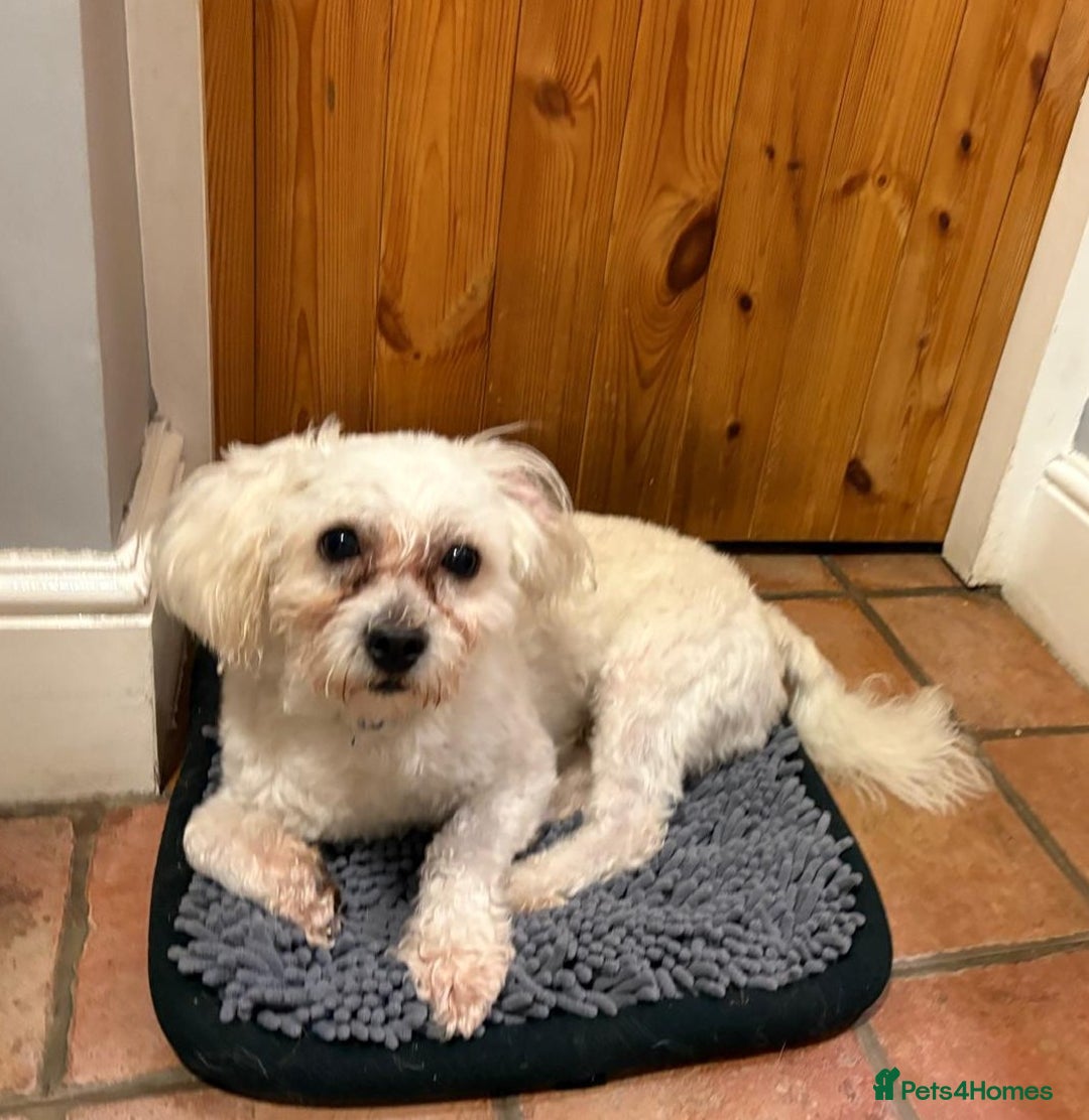 Lowchen dogs for adoption: 🐾 Meet BEAR — He is READY FOR A FRESH START 🧸 - Advert 9