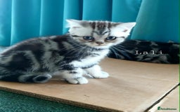 British Shorthair cats for sale: Bsh .Silver Classic Tabby .GCCF. - Image 7