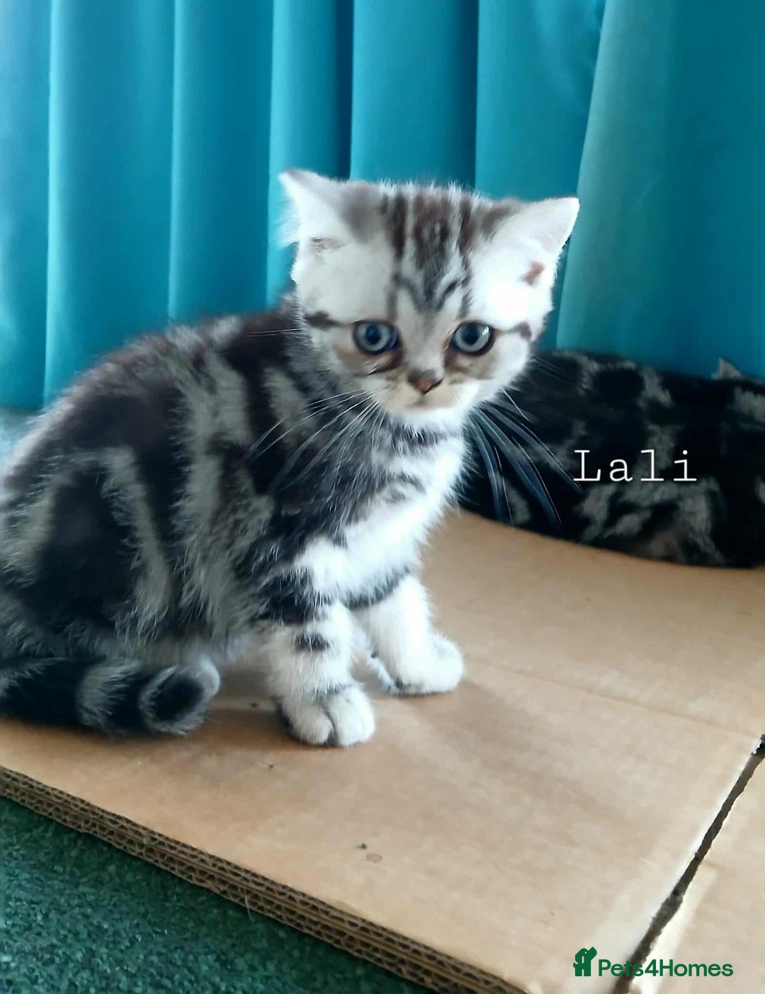 British Shorthair cats for sale: Bsh .Silver Classic Tabby .GCCF. - Image 7
