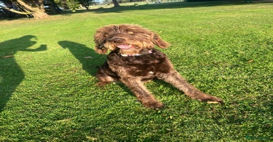 Labradoodle dogs - Advert 1