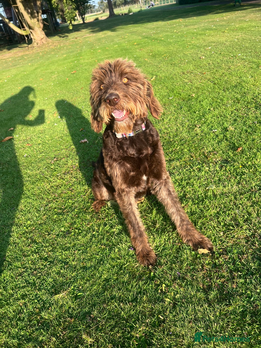 Labradoodle dogs for sale: Sadly looking for a new home labradoodle  - Image 2