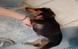Dachshund dogs for sale: Dashhund for sale female - Image 4
