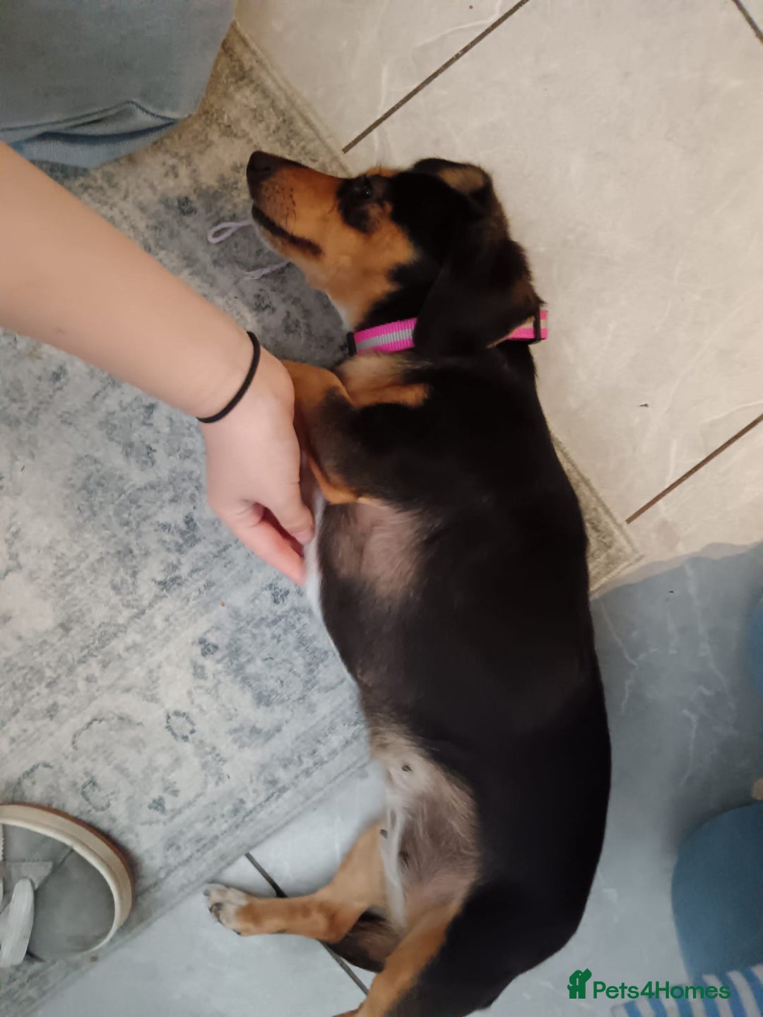 Dachshund dogs for sale: Dashhund for sale female - Image 4