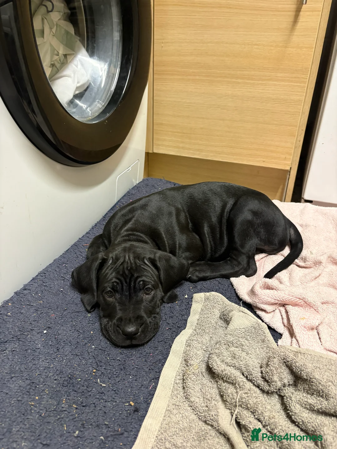 Cane Corso dogs for sale: Cane corso’s  - Advert 14