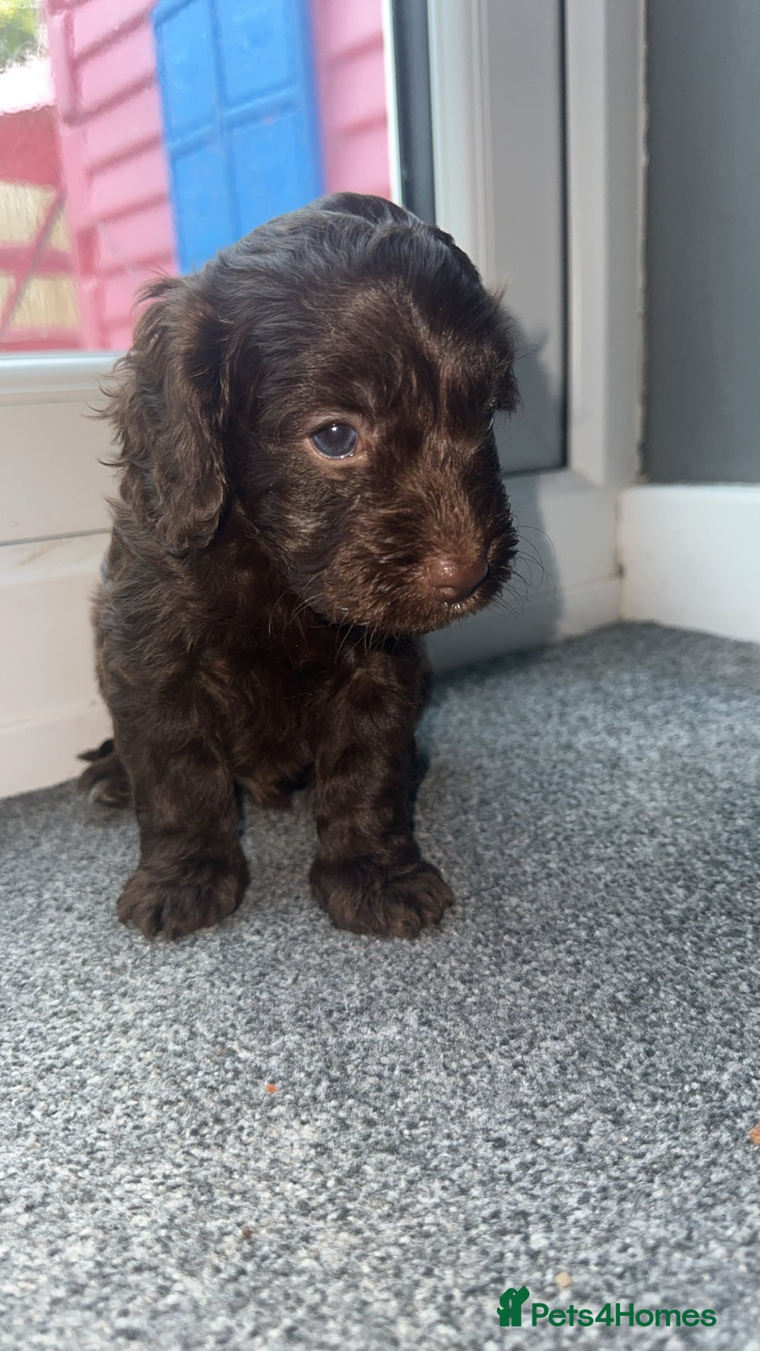 Cockapoo dogs for sale: 5 beautiful cockapoos! ONLY 2 LEFT  - Image 6