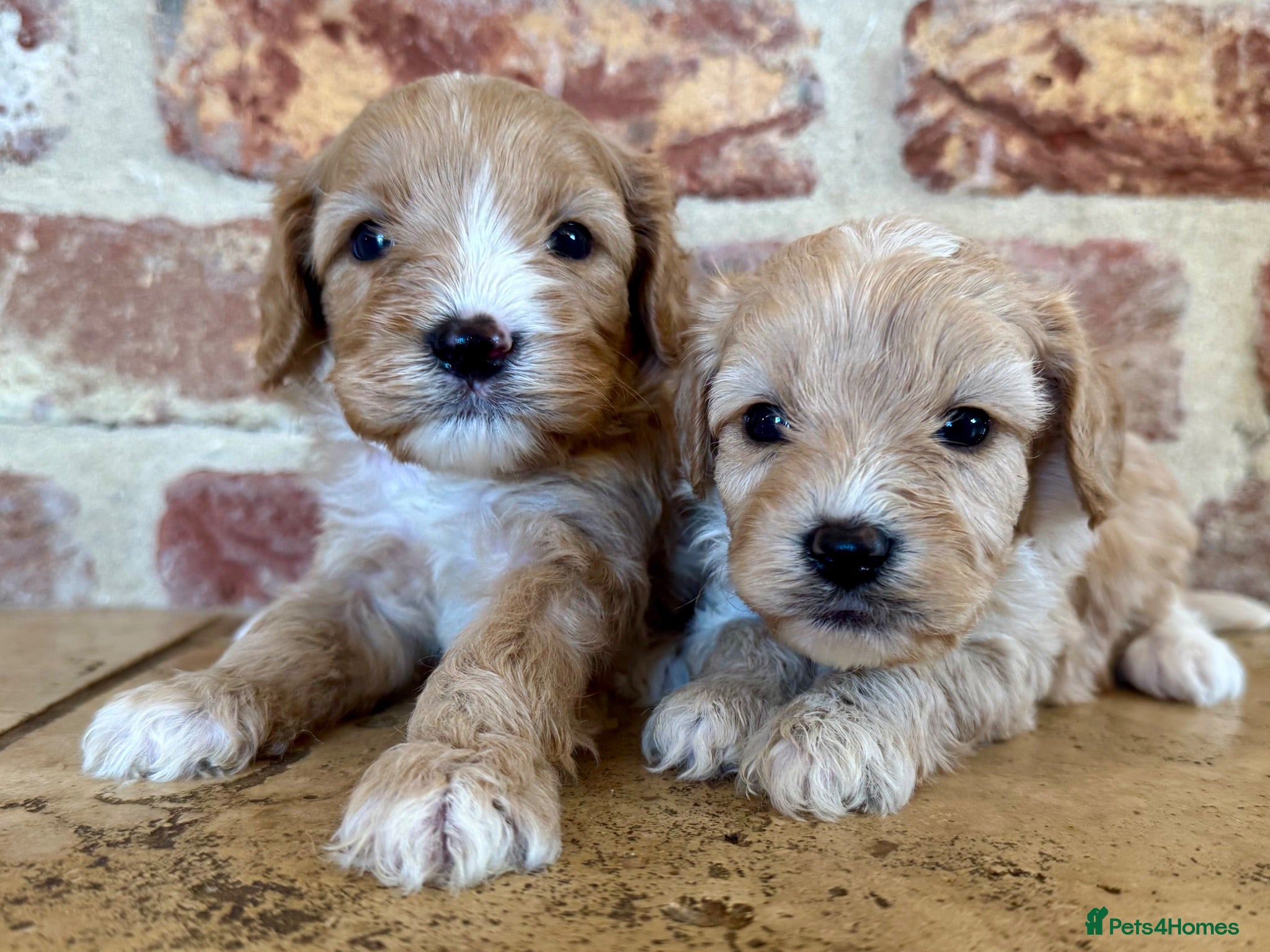 Cavapoo dogs F1 cavapoo males 💙💚 - Advert 1