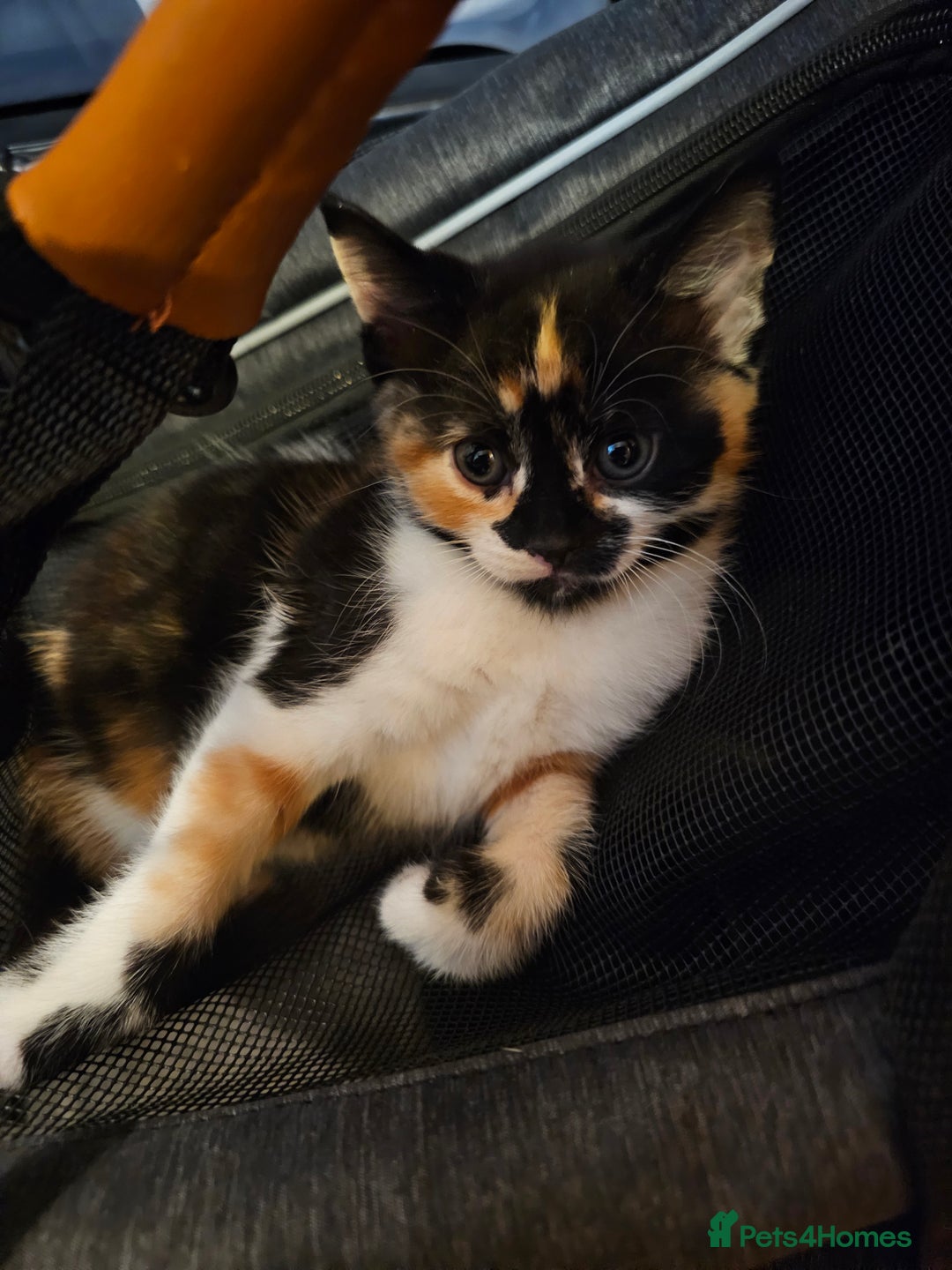 Mixed Breed cats for sale: A cute mix-breed female calico kitten - Advert 4