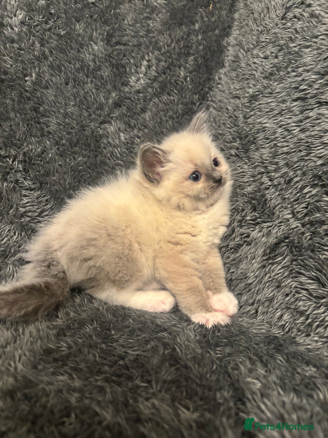 Ragdoll cats for sale: AMAZING QUALITY PEDIGREE HCM/PKD CLEAR KITTENS  - Image 16