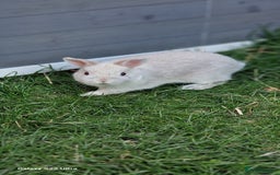 Netherland Dwarf rabbits for sale: Various Netherland Dwarfs available from £20 - Image 4