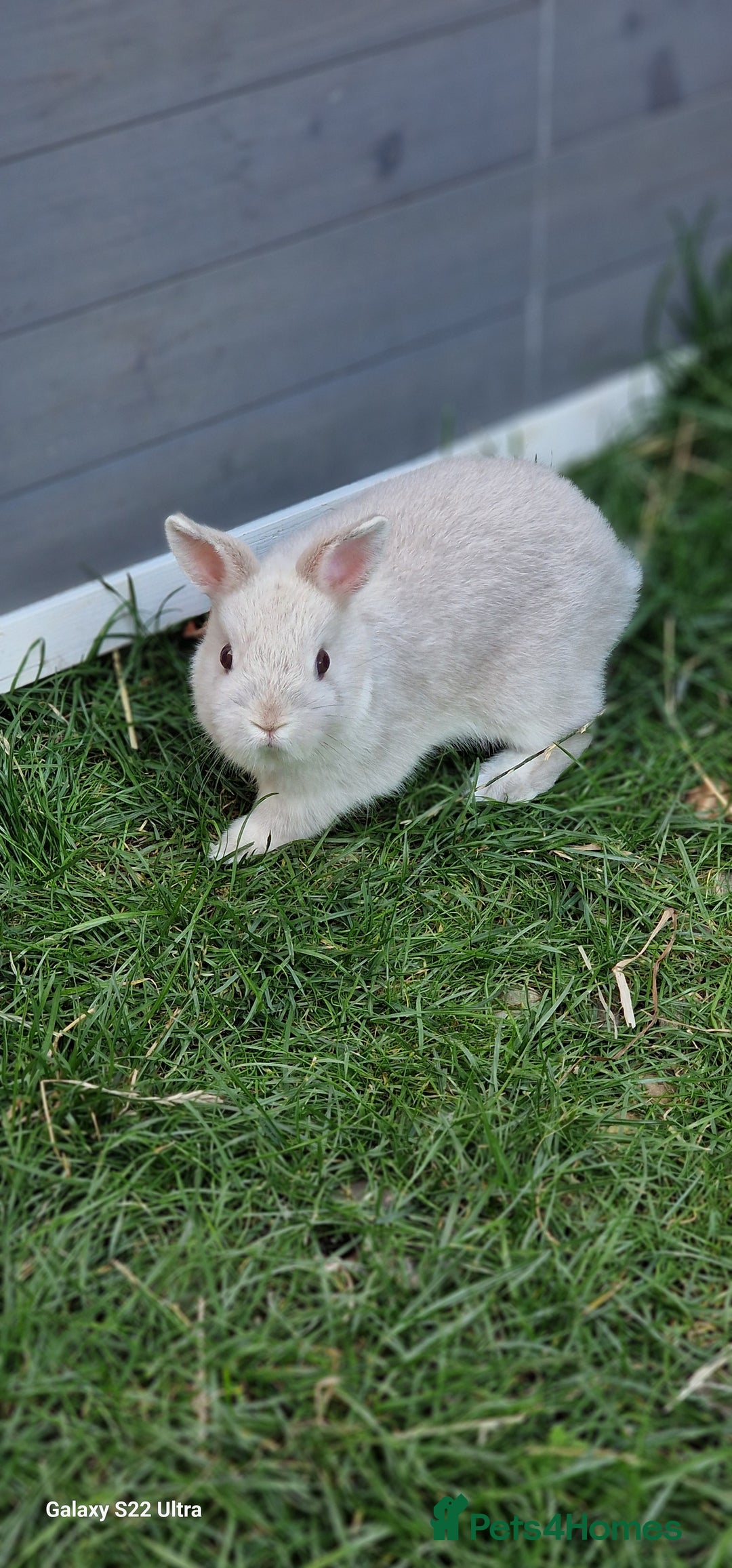 Netherland Dwarf rabbits for sale: Various Netherland Dwarfs available from £20 - Image 4