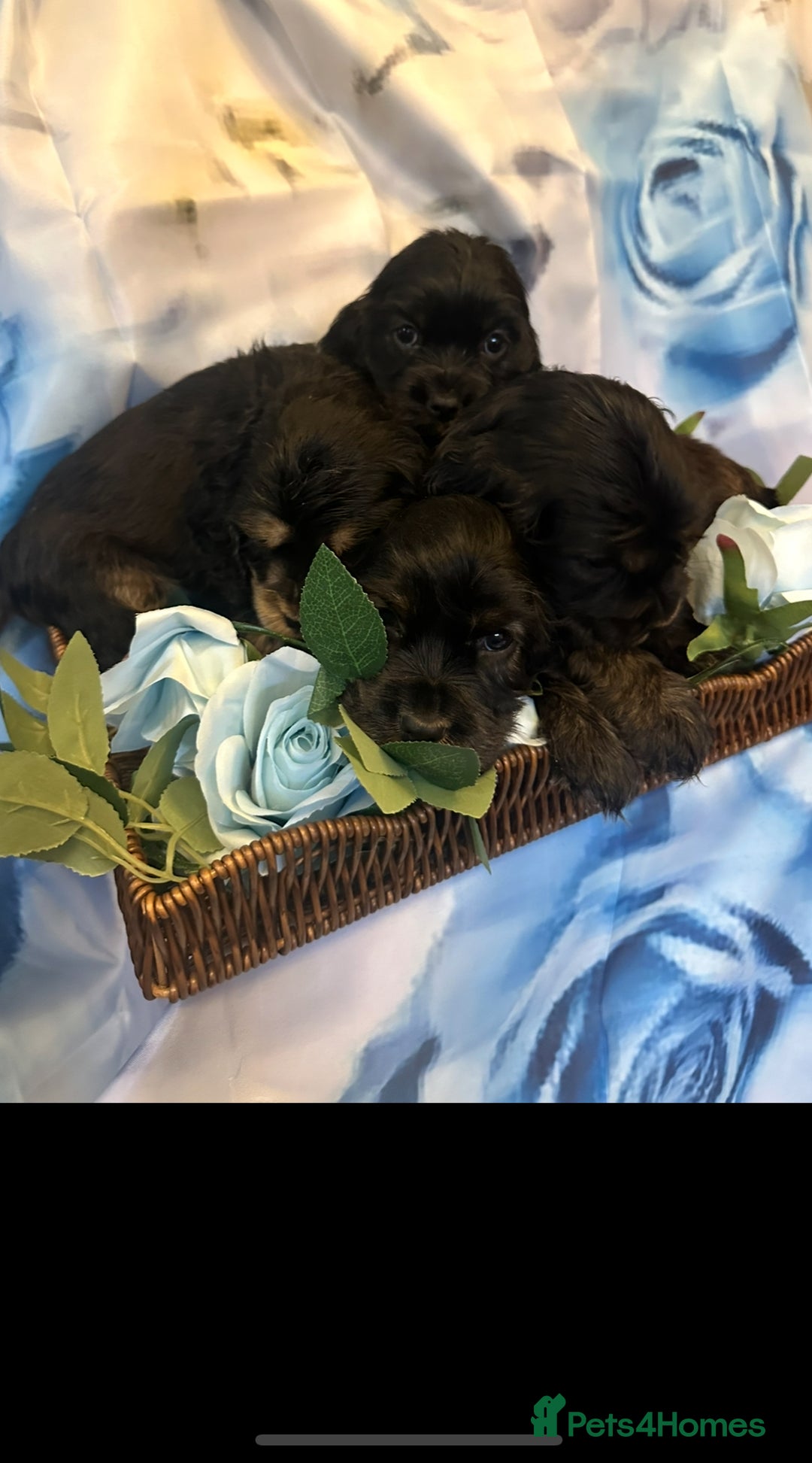 Cocker Spaniel dogs for sale: ⭐️⭐️⭐️⭐️⭐️5 star licenced breeder  cockerspaniels - Image 7