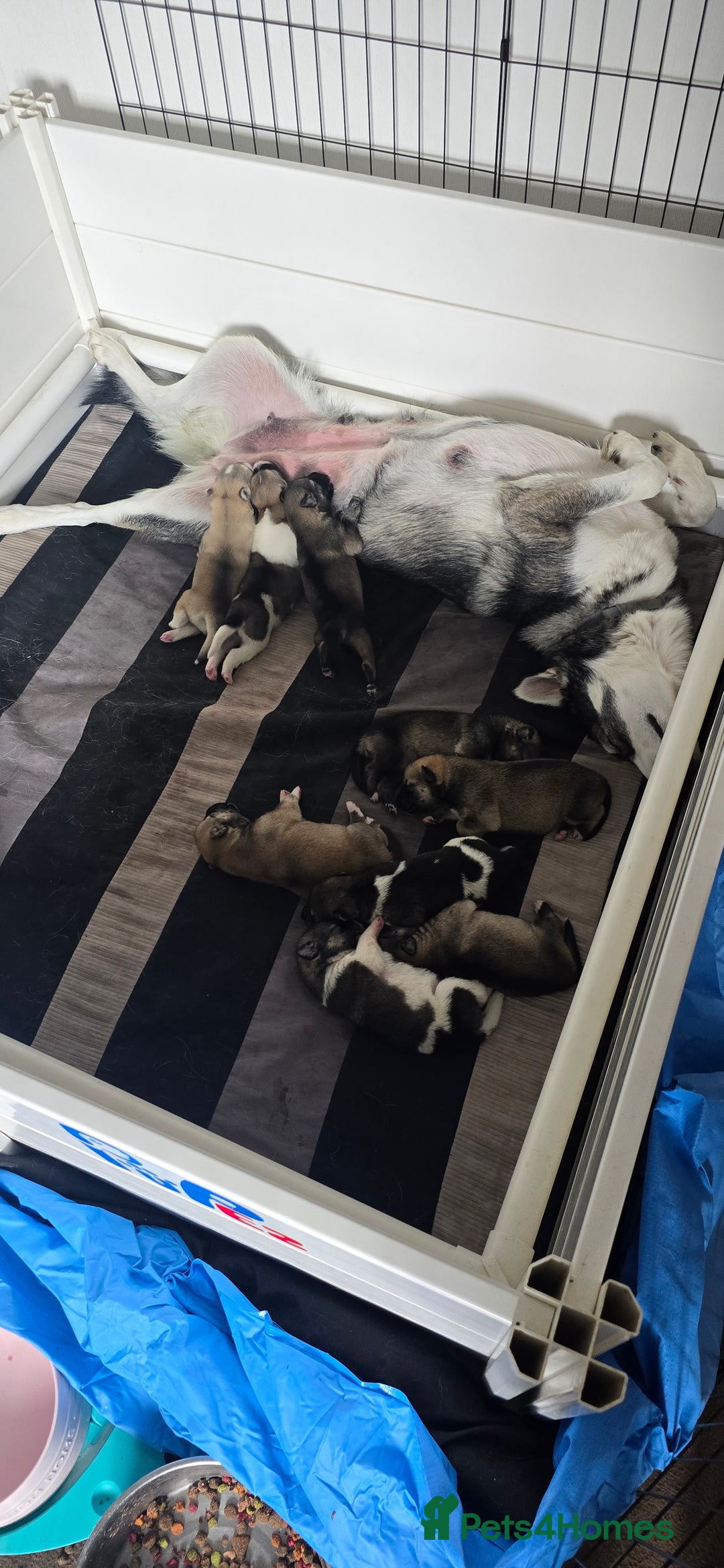 Mixed Breed dogs for sale: Northern Inuit cross American akita  - Image 21