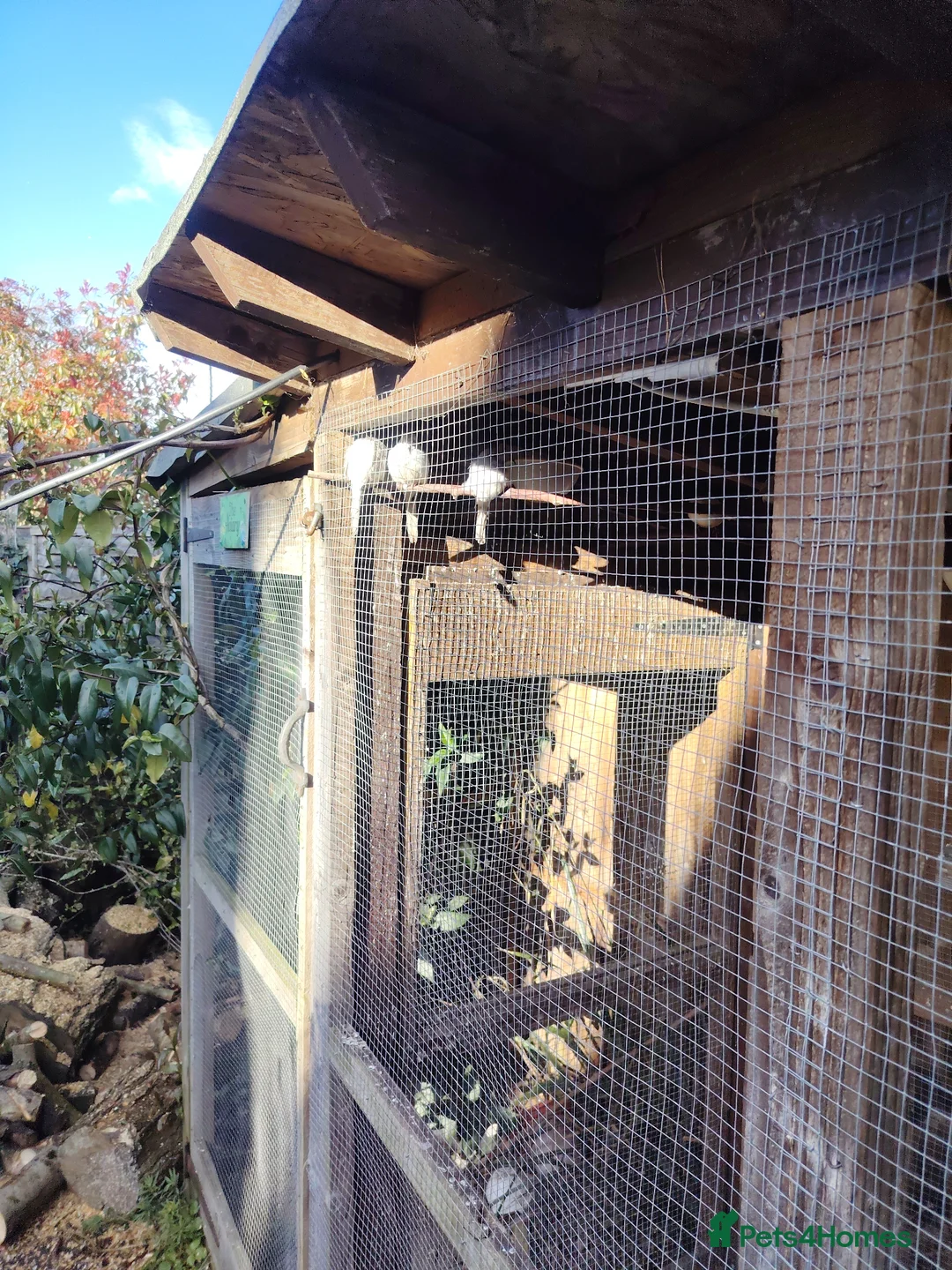 Mixed Breed birds for sale: Aviary birds British canaries and diamonds  in Lutterworth - Advert 2