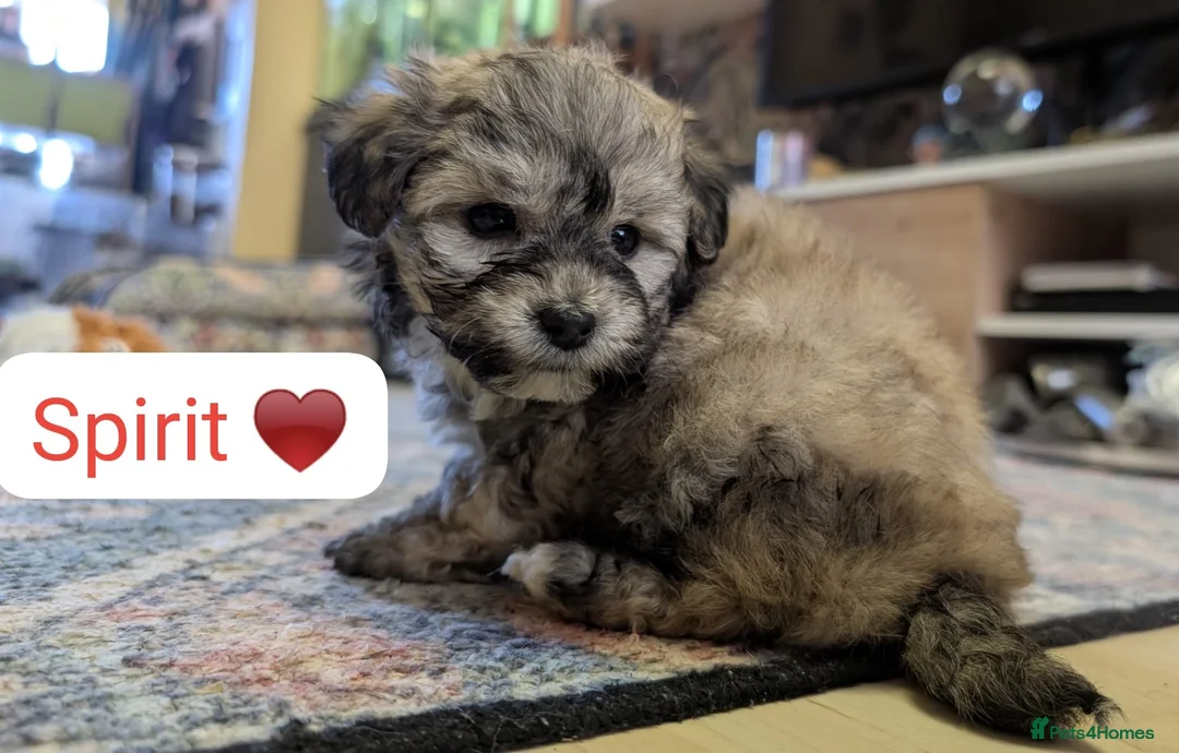 Chipoo dogs for sale: Chipoo Puppies - Advert 1