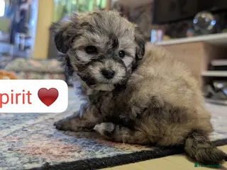 Chipoo dogs Chipoo Puppies - Advert 4